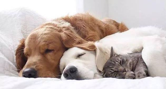 如何在家給貓咪洗澡？